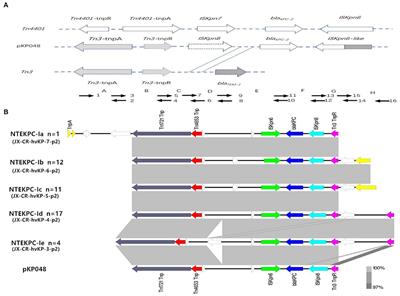 Prevalence of the NTEKPC-I on IncF Plasmids Among Hypervirulent Klebsiella pneumoniae Isolates in Jiangxi Province, South China